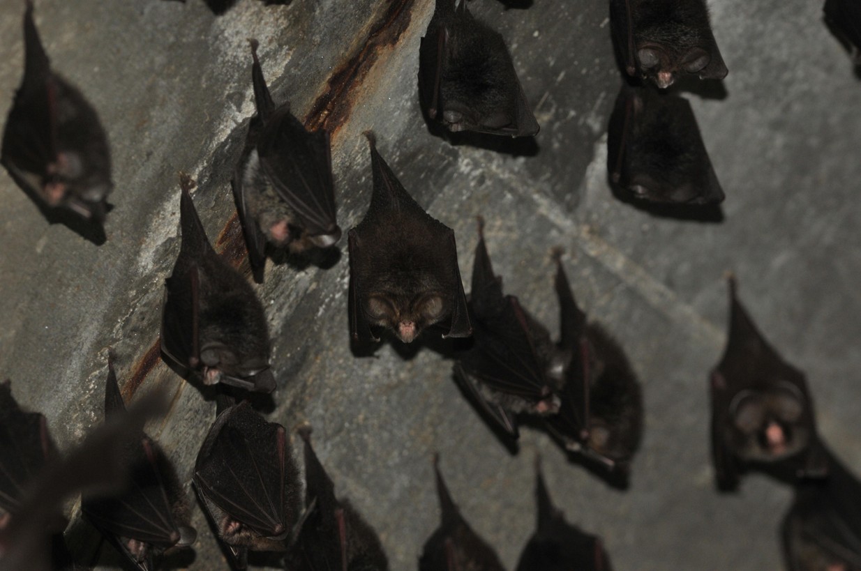 臺灣無尾葉鼻蝠