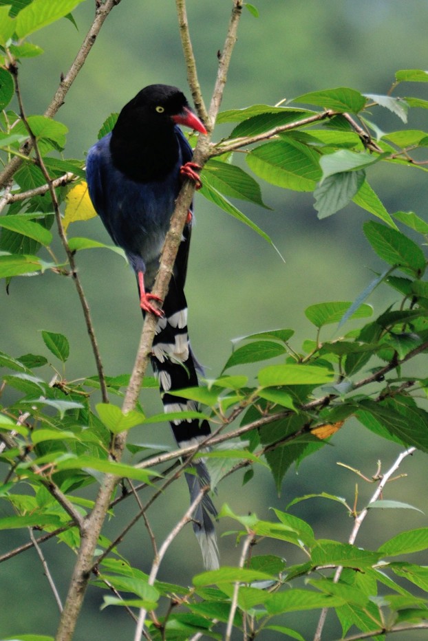 臺灣藍鵲