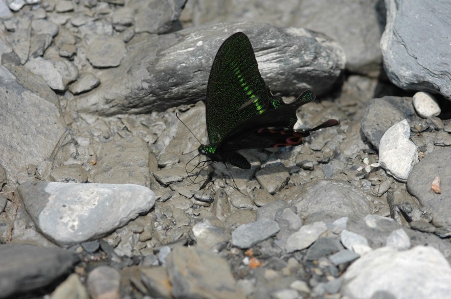 臺灣琉璃翠鳳蝶